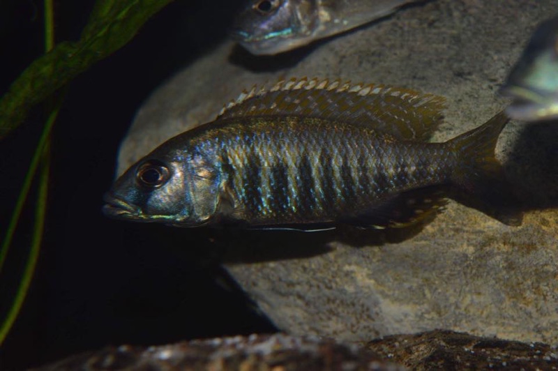 Sciaenochromis sp. 'nyassae'